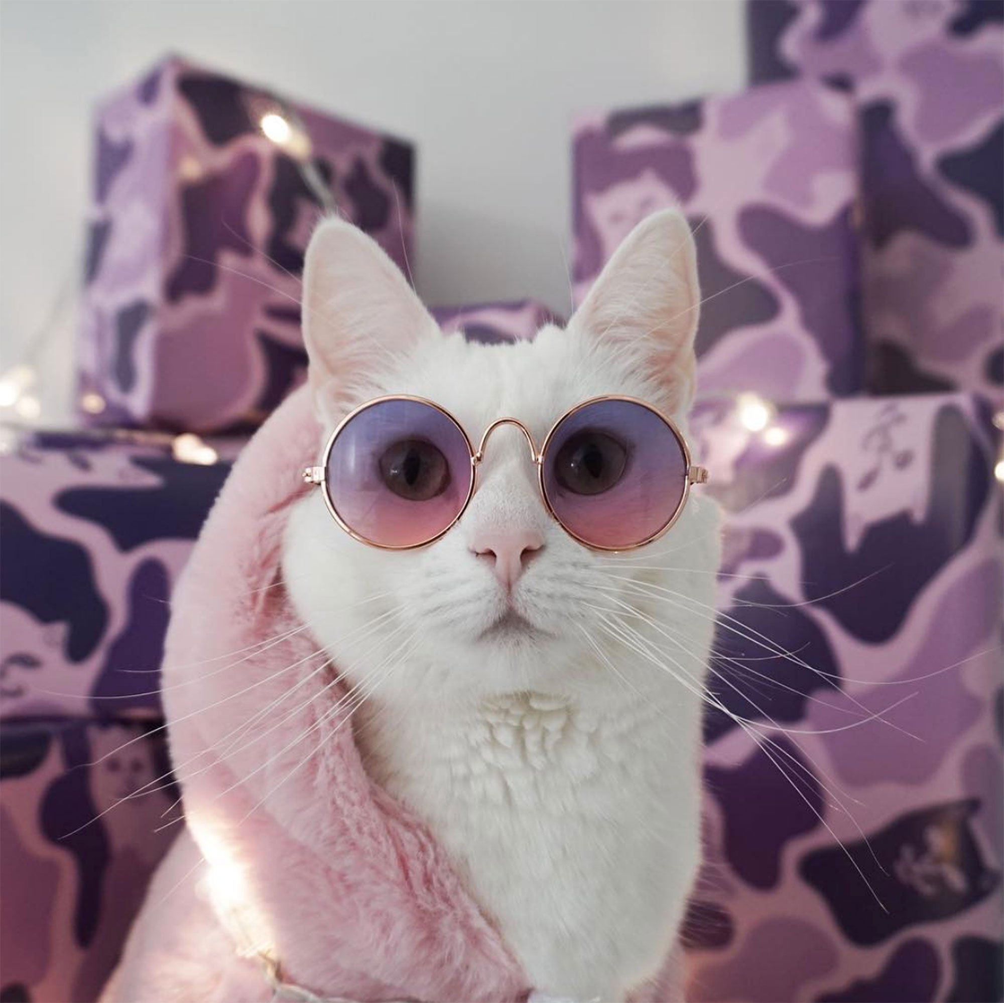 Кот в очках Эстетика
