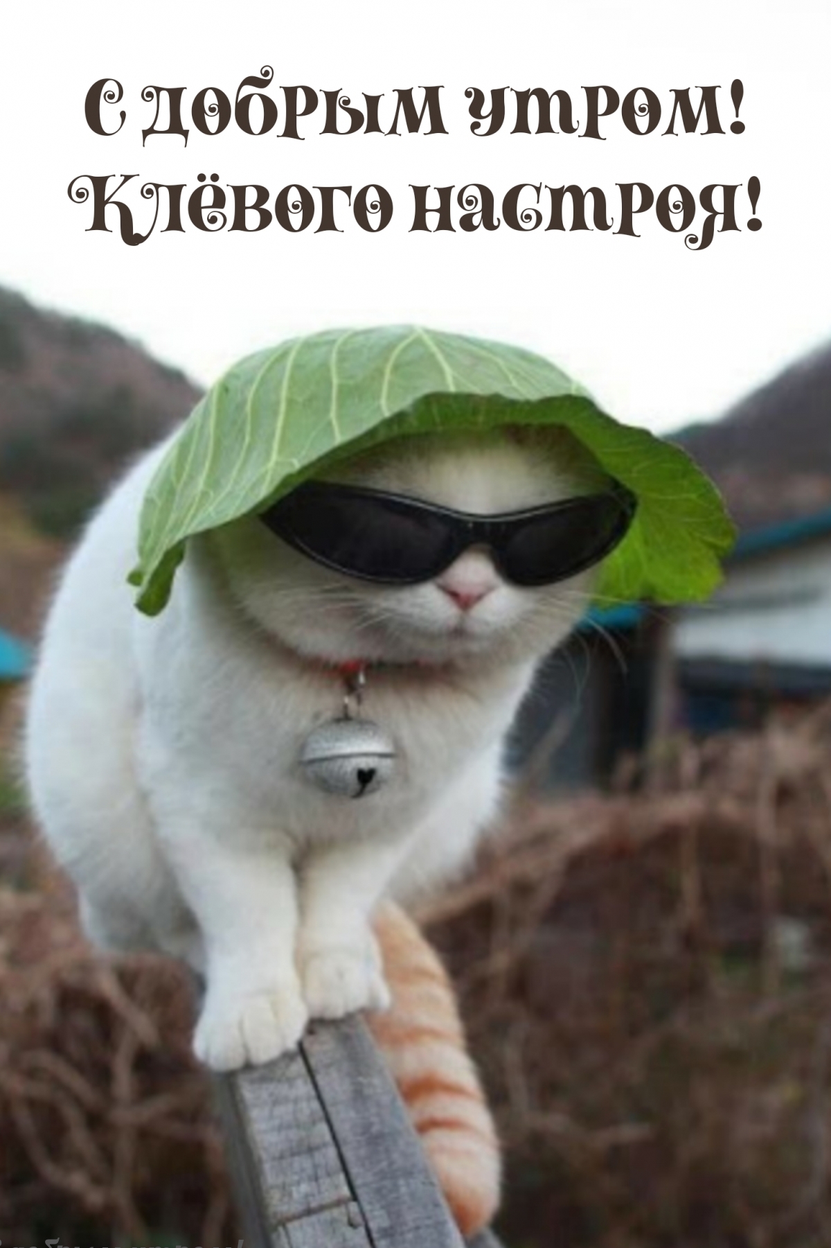 Кот с очками и шляпой