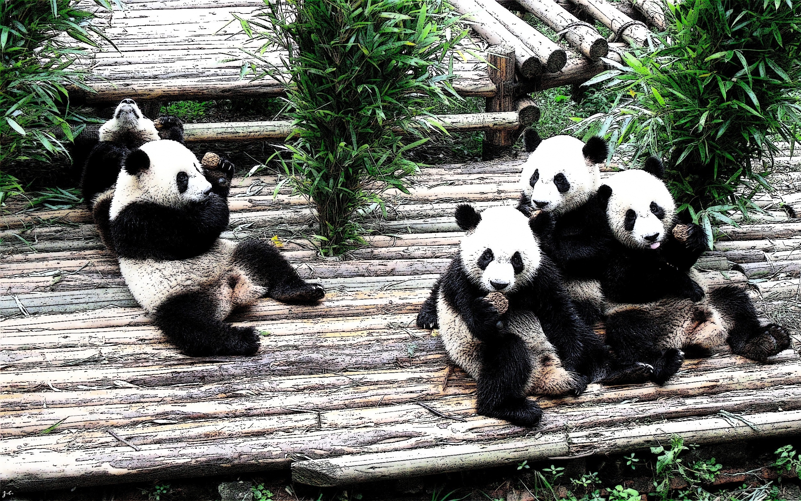 Разновидности панд