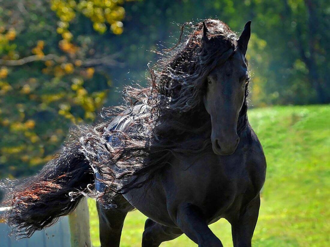 Фризская лошадь Фредерик