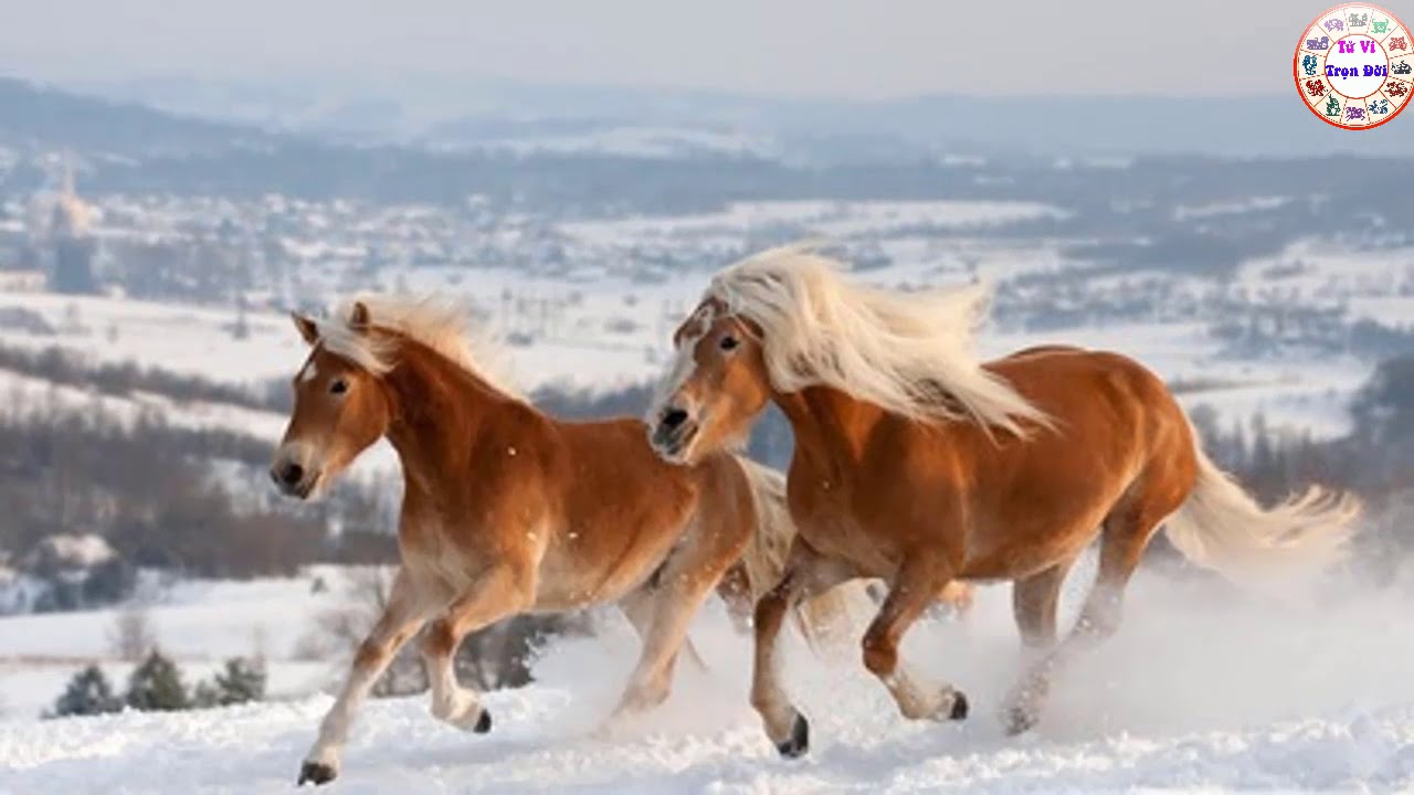 Лошади жеребята зима