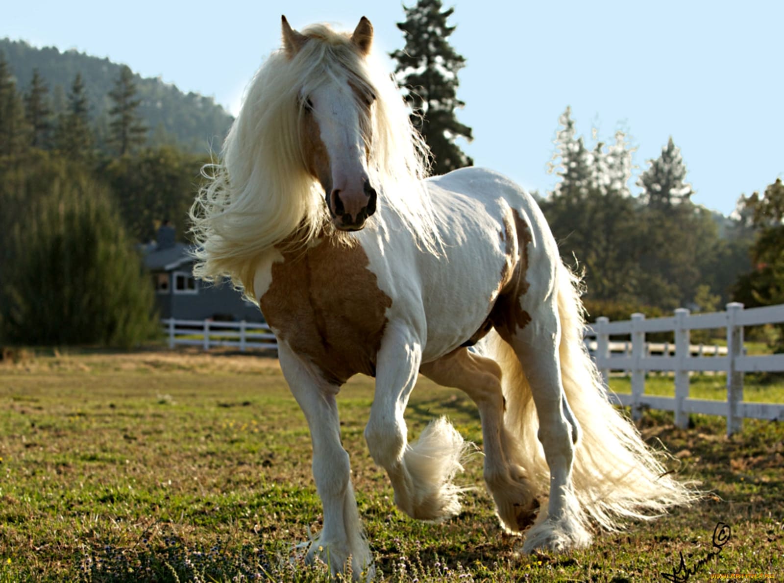 Лошадь Шайр с длинной гривой