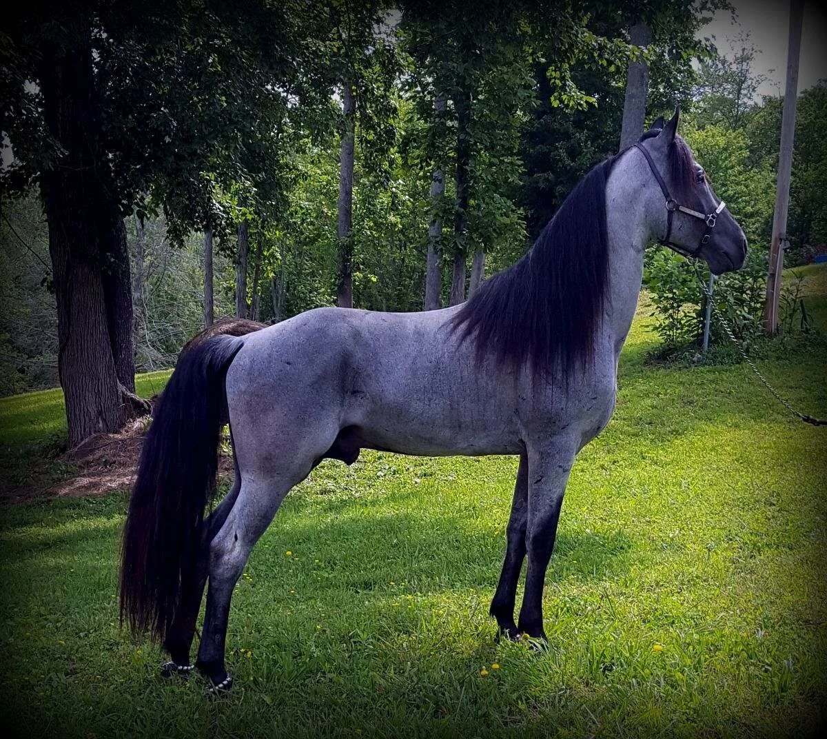 Голубой Роан лошадь