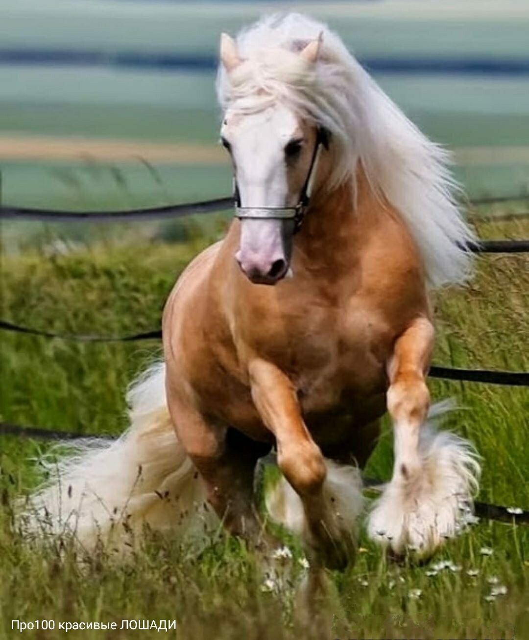 Самые красивые лошади