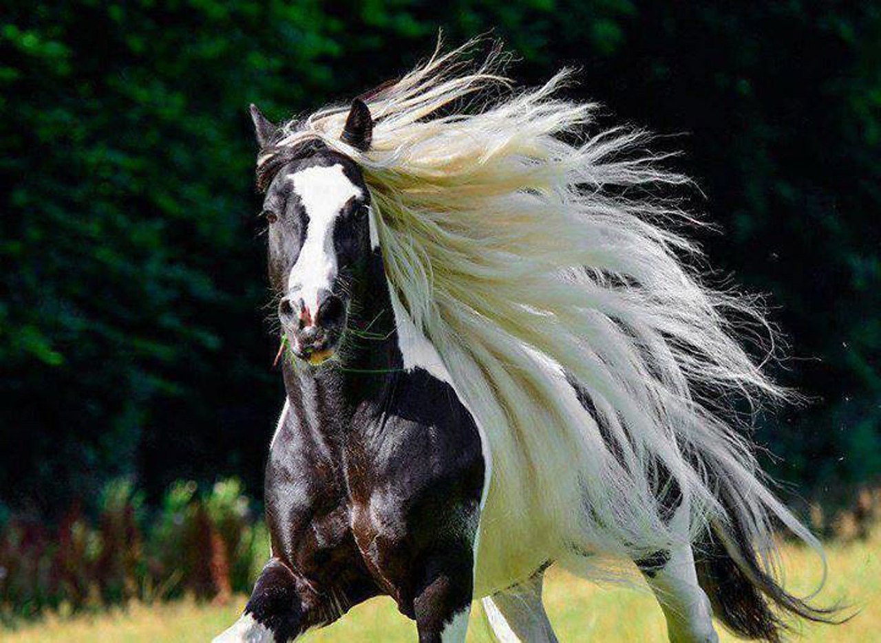 Лошадь с красивой гривой