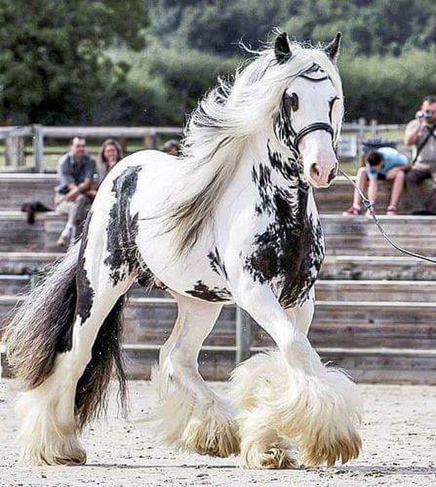 Цыганская упряжная лошадь Тинкер