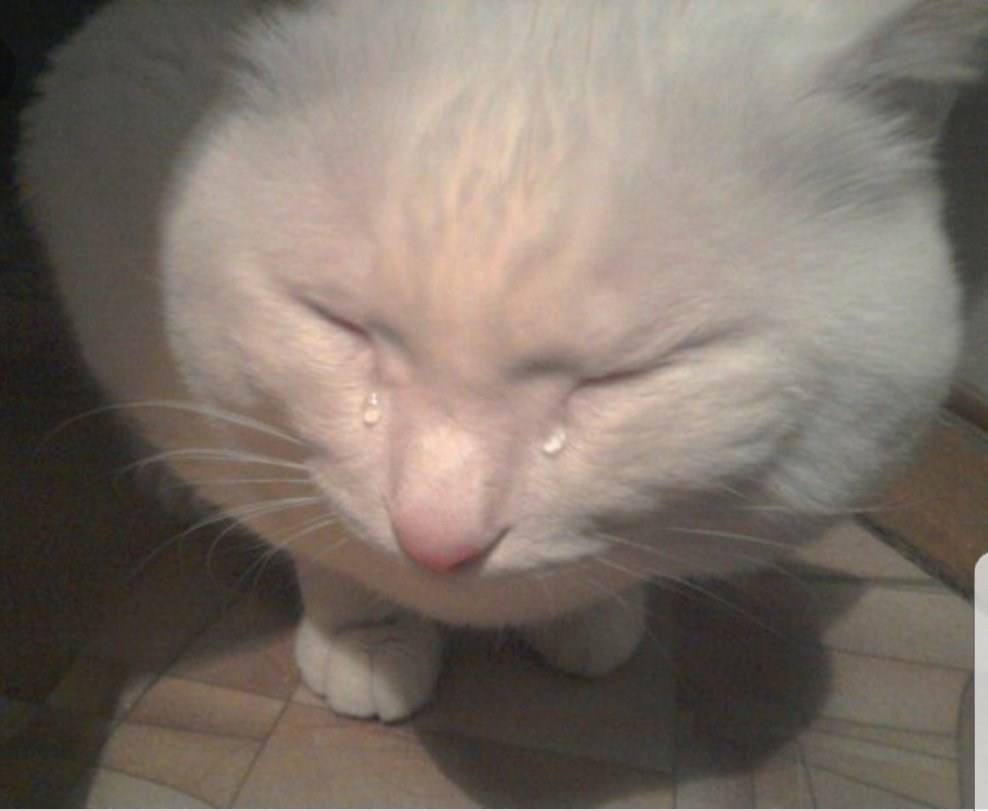 Котик плачет Мем