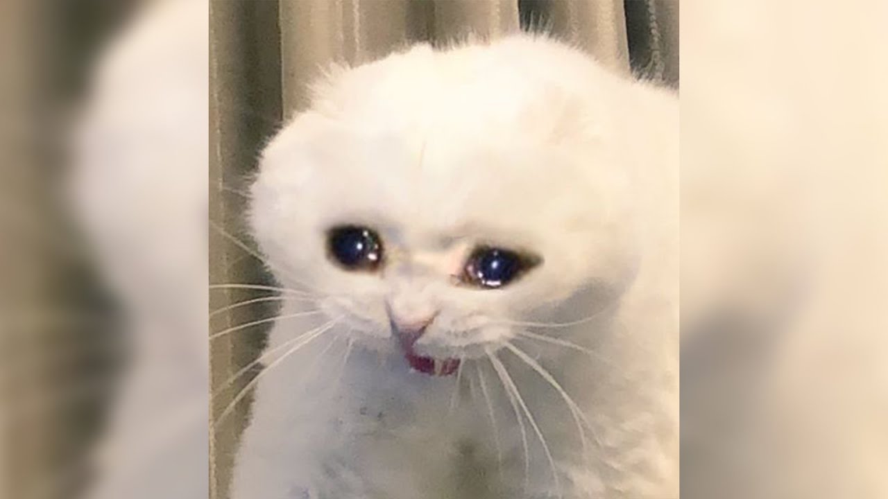 Плачущий котик сильно