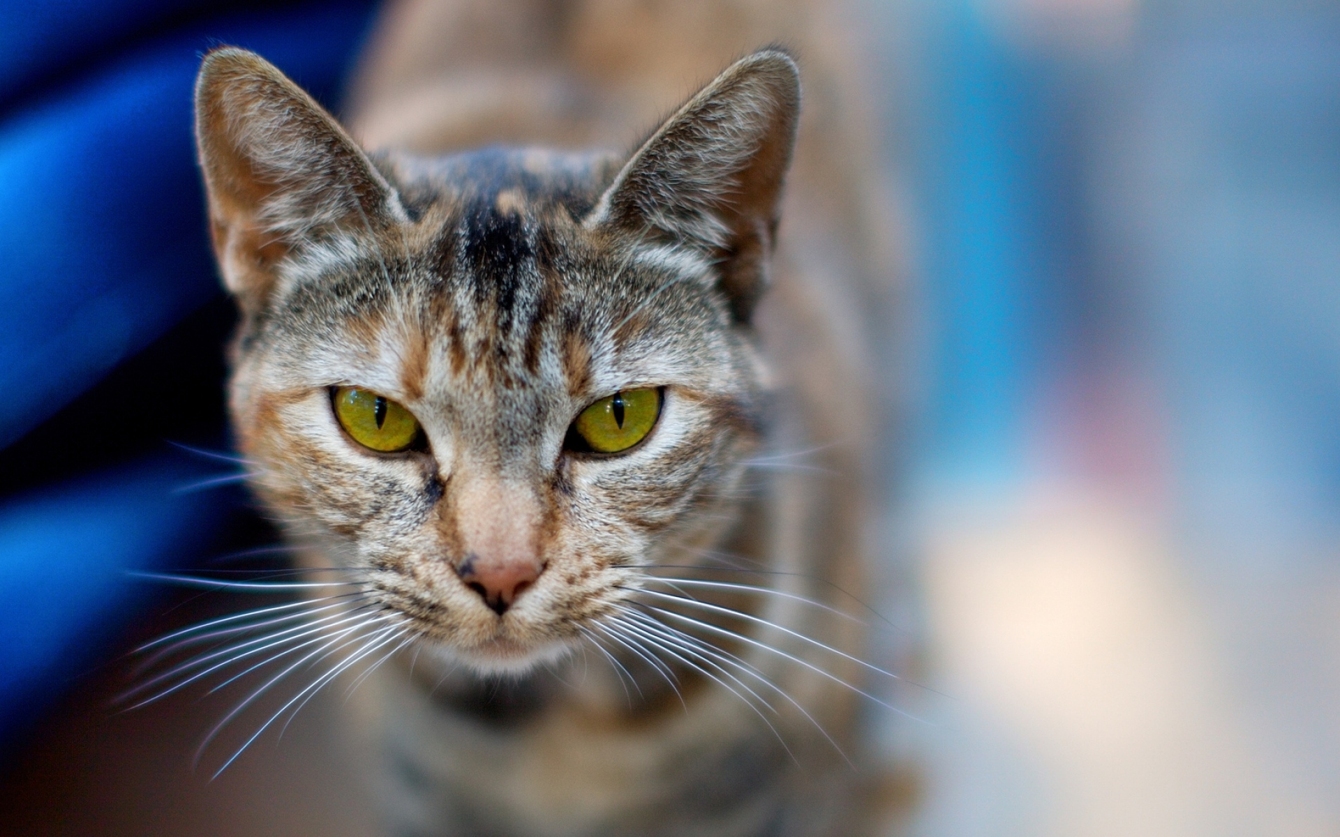 Порода кошек с презрительным взглядом