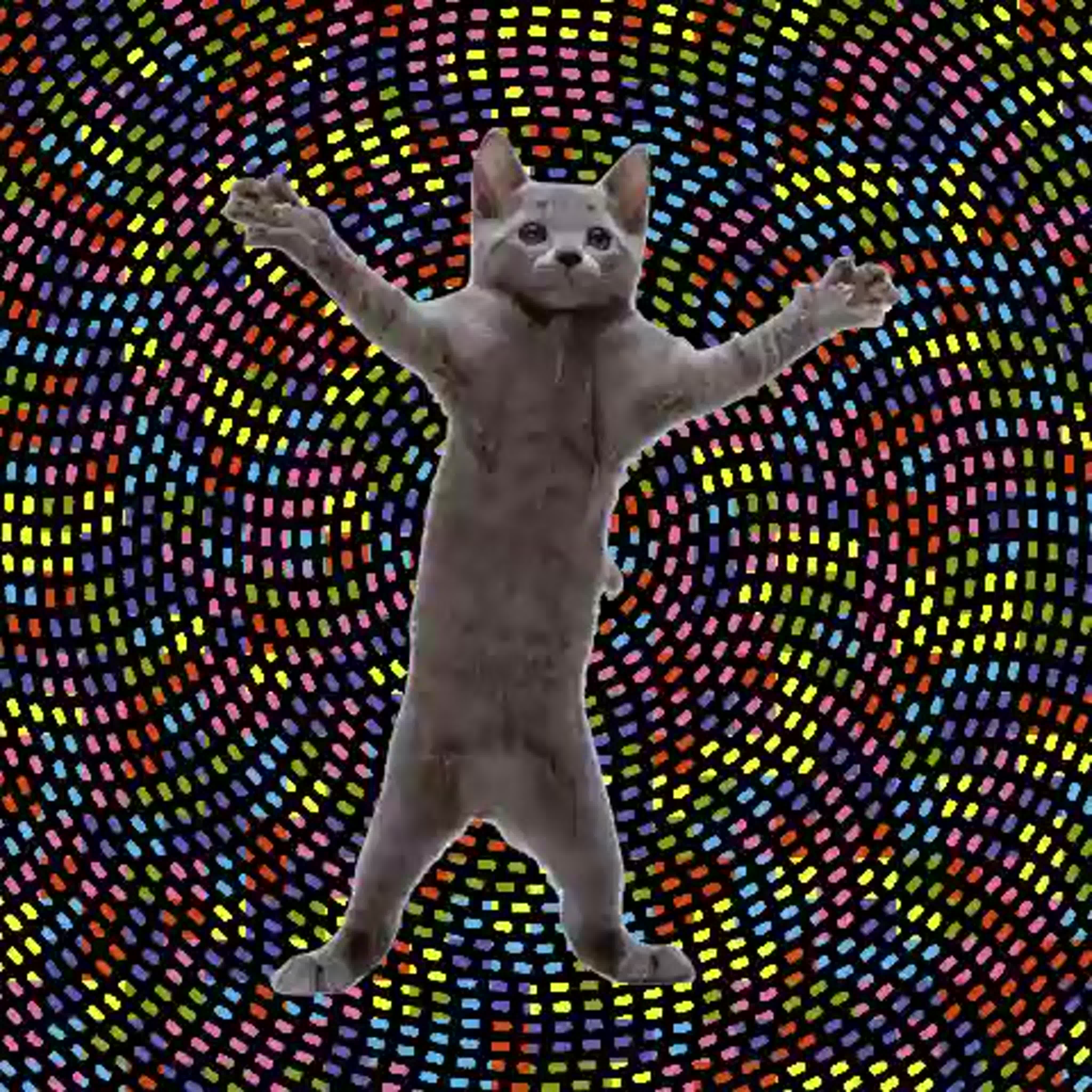 Танцующий кот gif