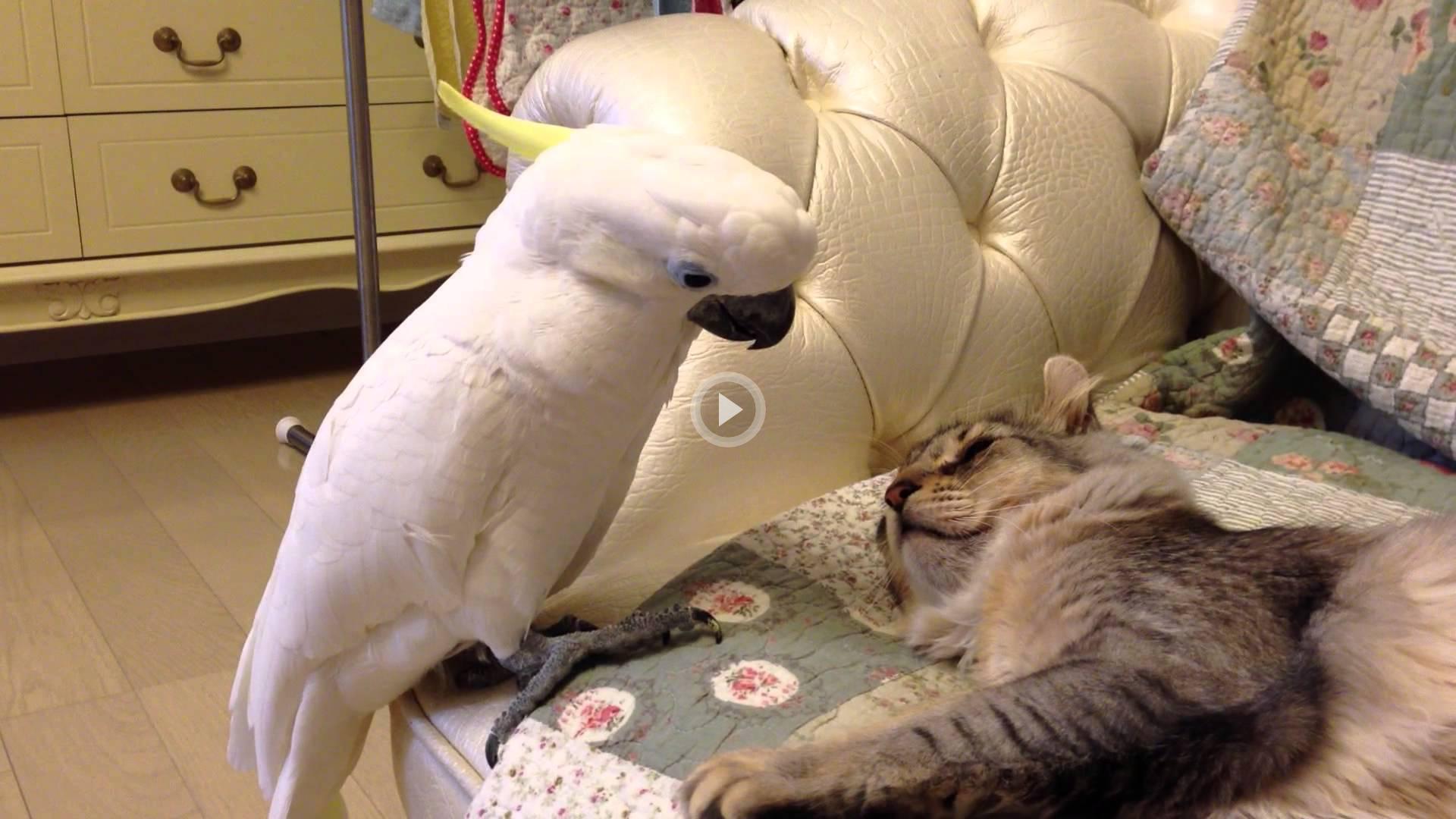 Толстый кот и попугай