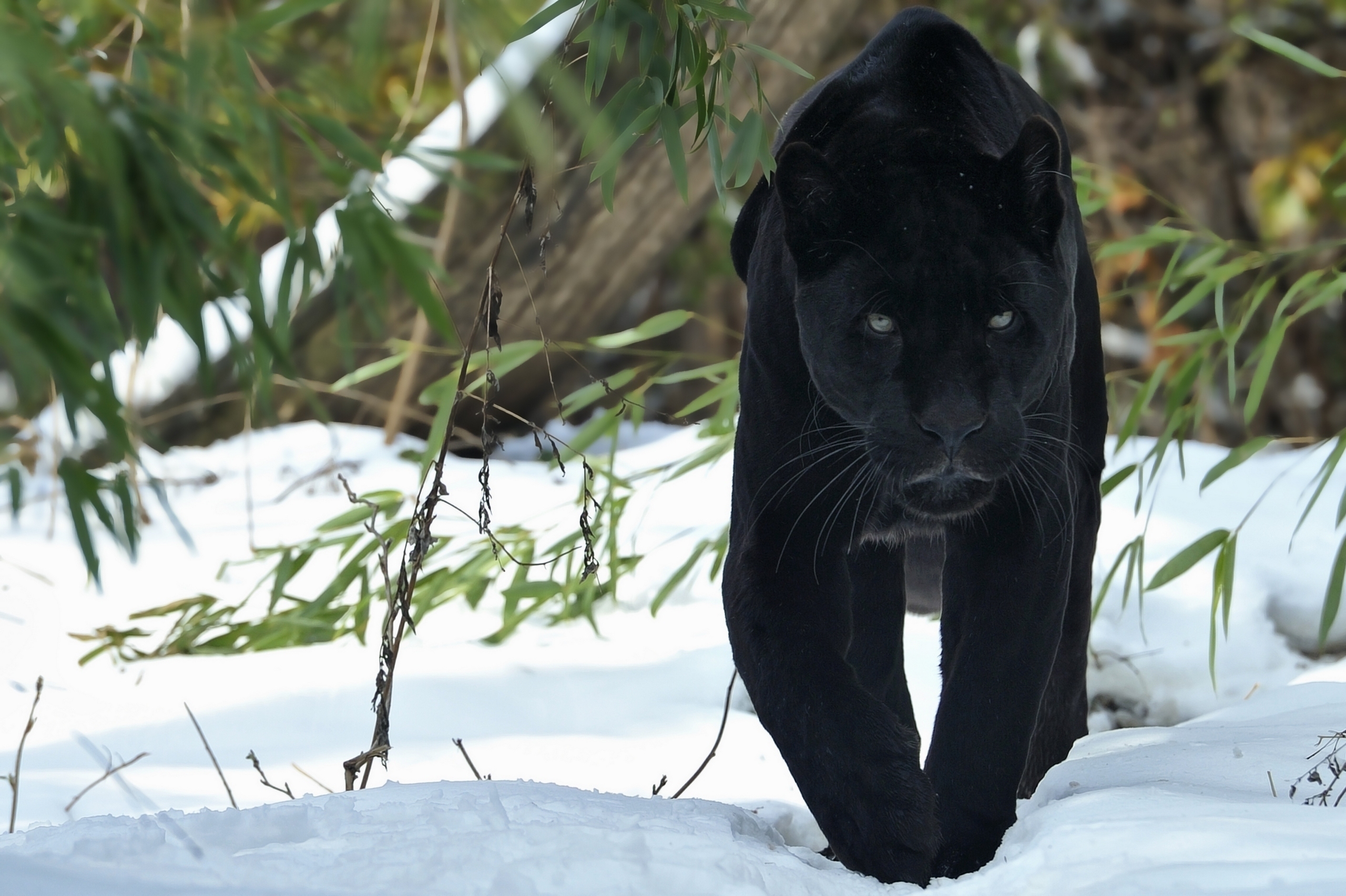 Кошка Пума чёрная пантера