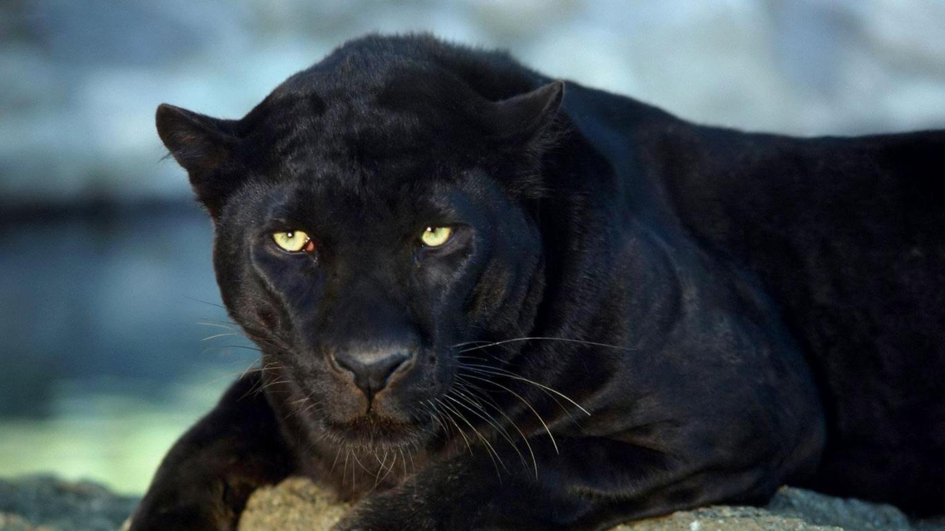 Черная пантера самец