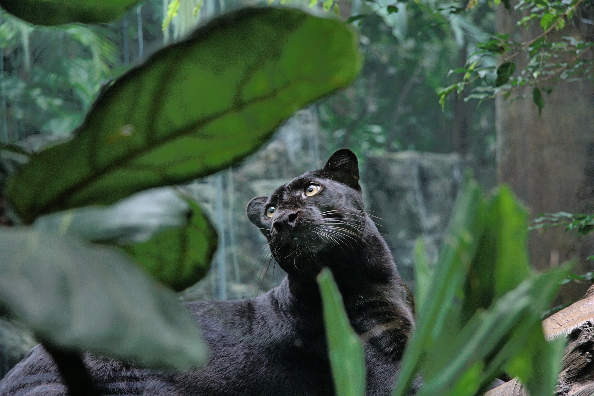 Пантера в тропическом лесу