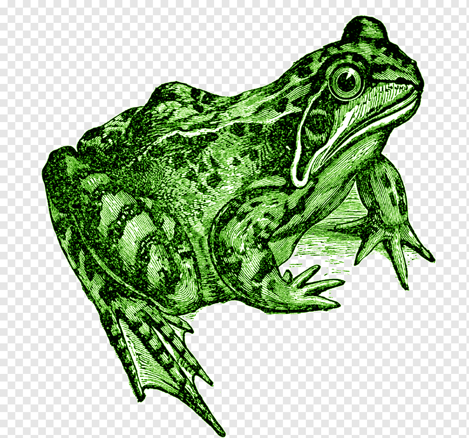 Нарисовать жабу