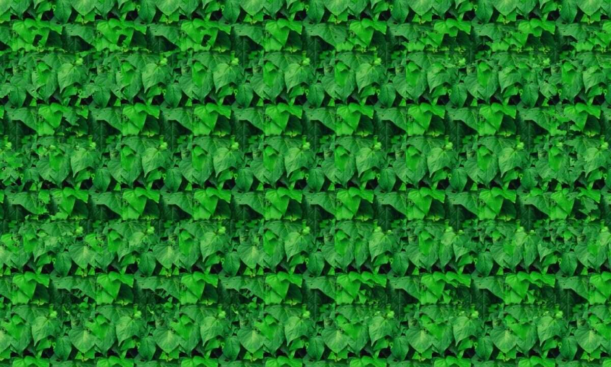 Стереокартинки зеленые