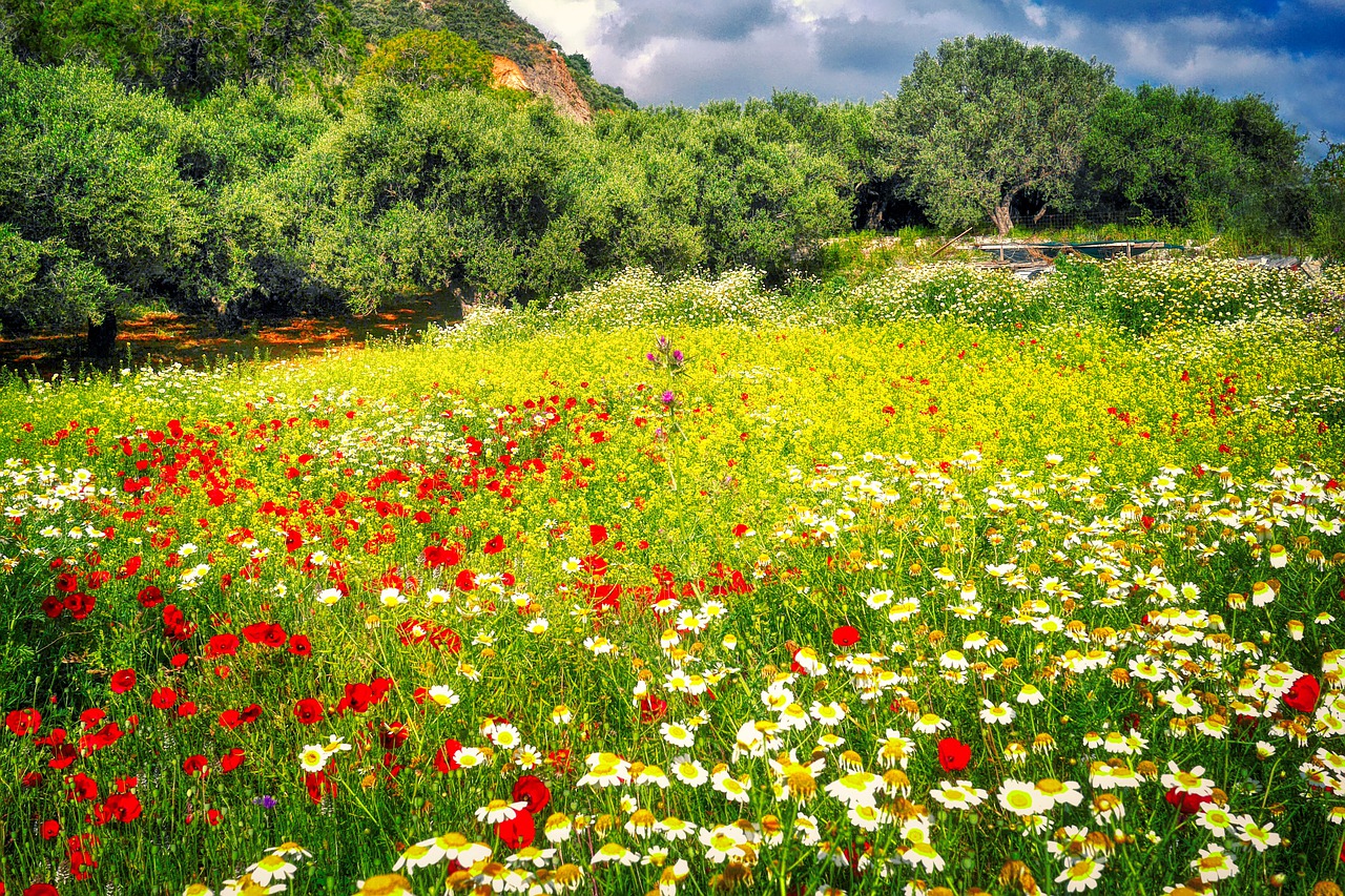 Луга цветов в Греции