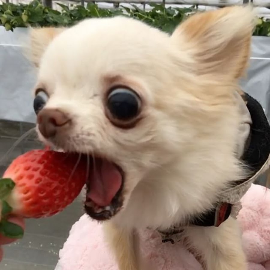 Собака с суши во рту
