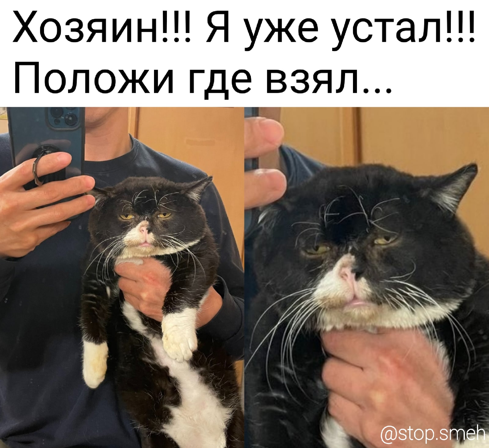 Кот Василий селфи