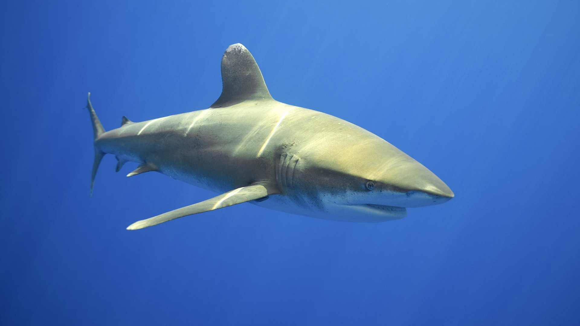 Серая бычья акула