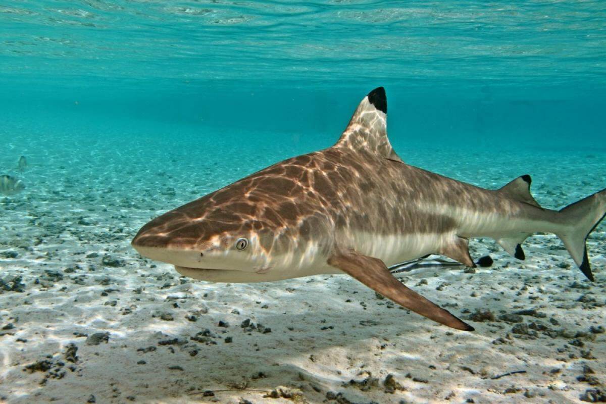Рифовая черноплавниковая акула