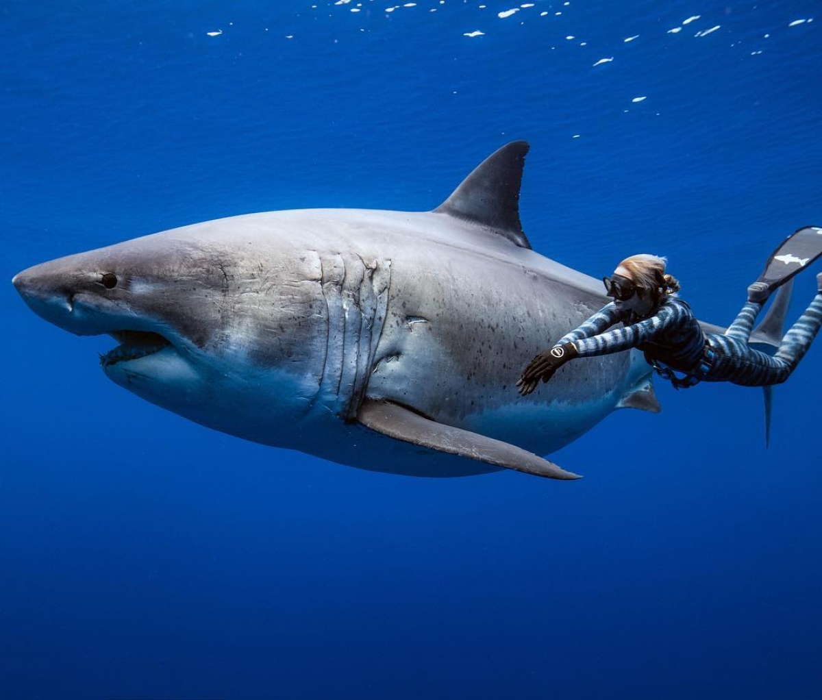 Самые красивые акулы в мире фото