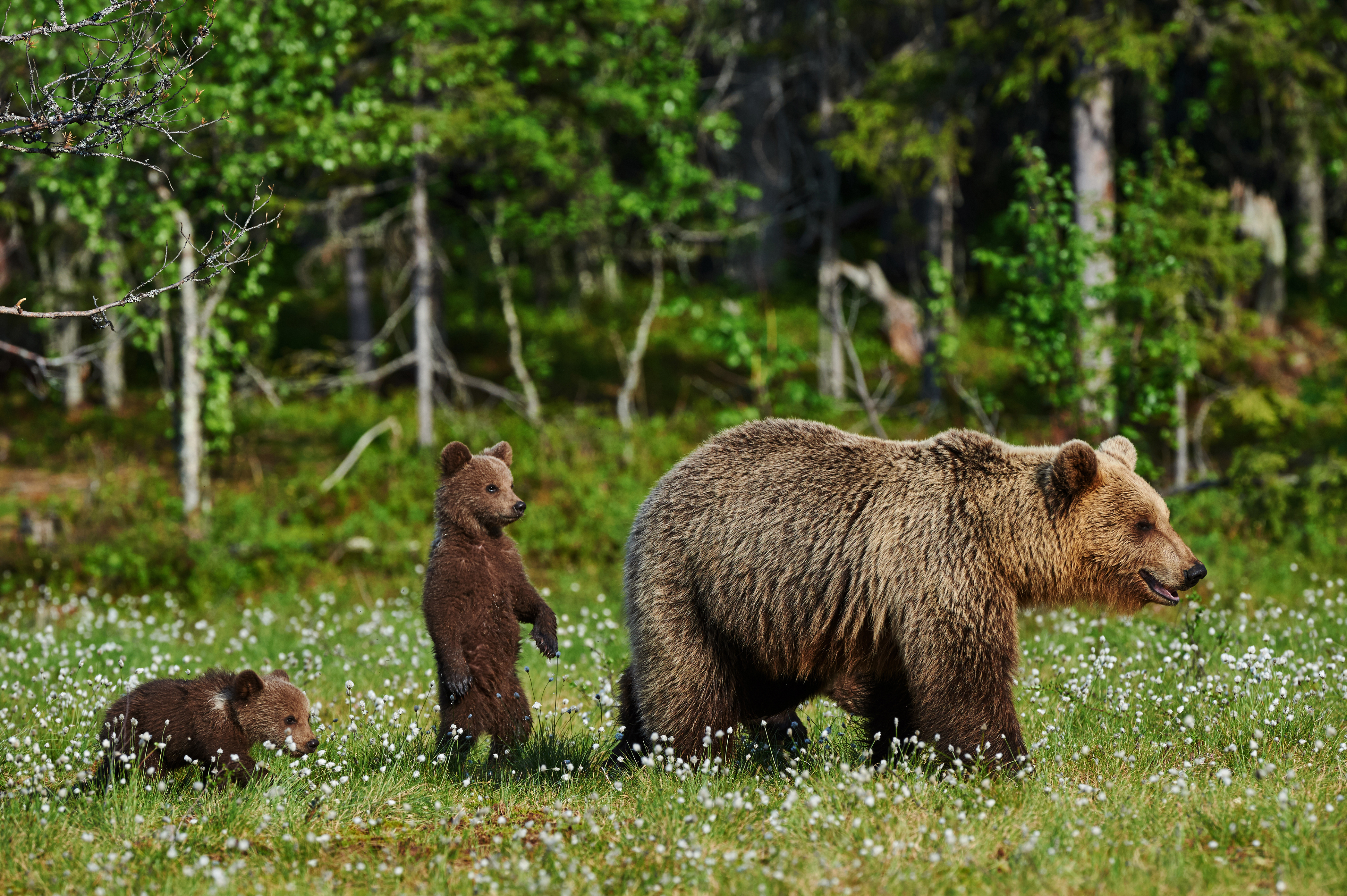 Бурый медведь Алтайского края