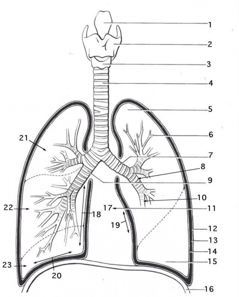 Дыхательная система человека с обозначениями