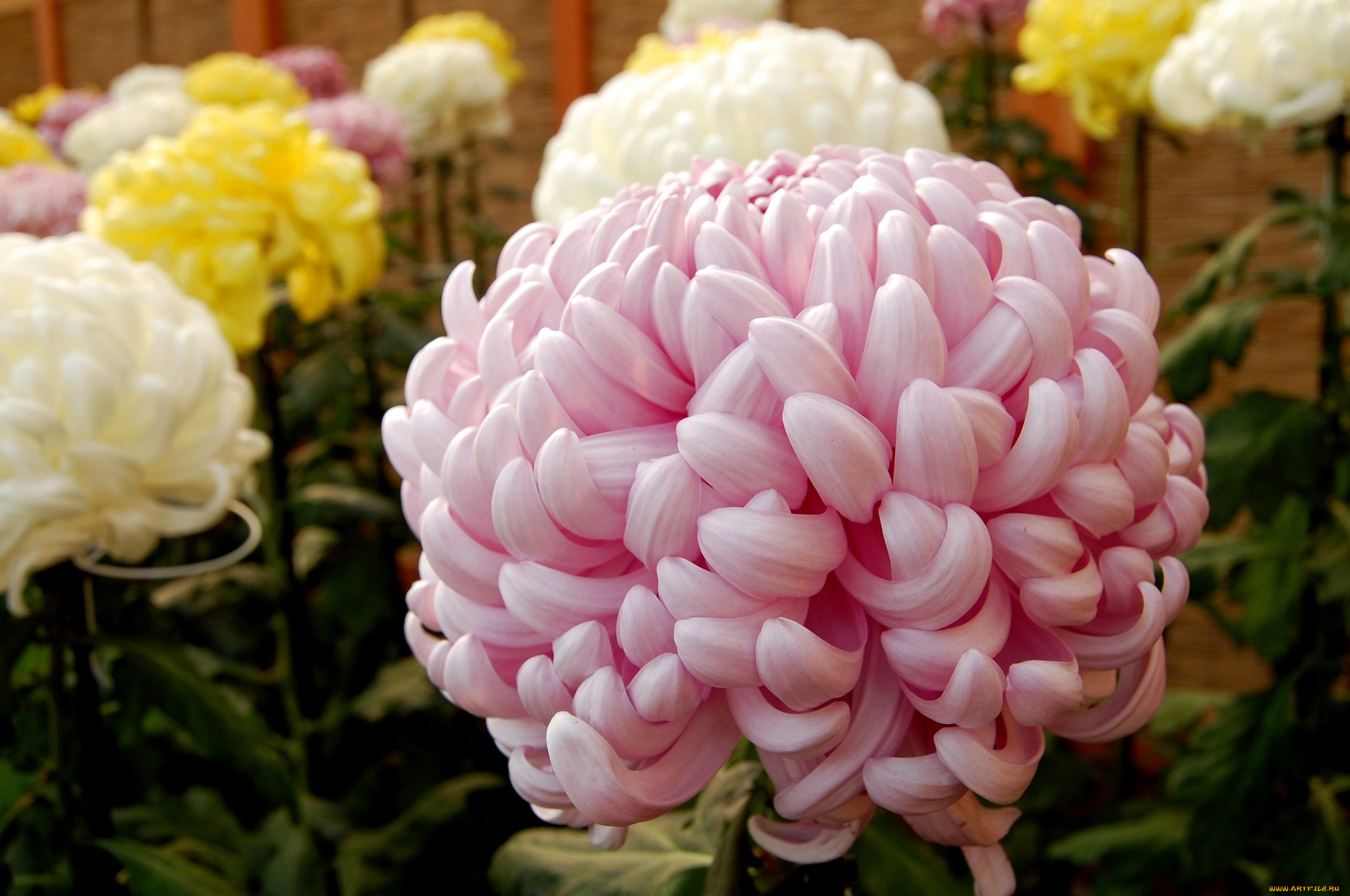 Хризантема одноголовая розовая шарик