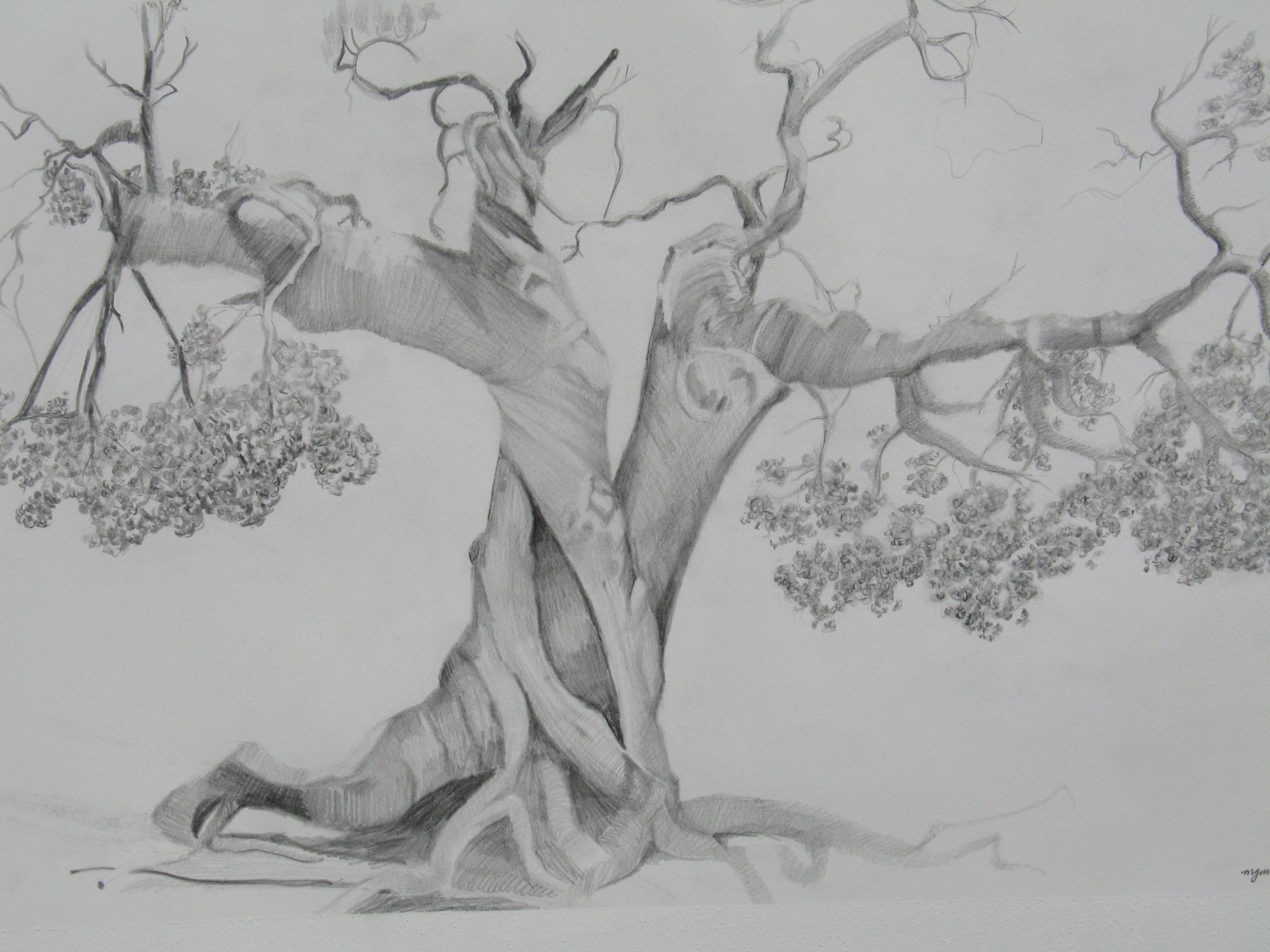 Красивое дерево рисунок карандашом