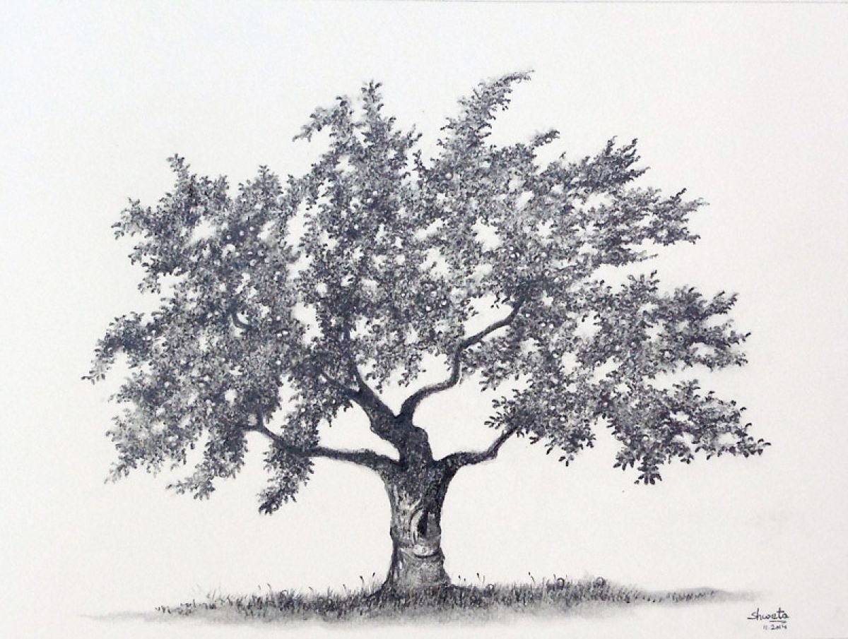Дерево карандашом рисунок реалистично
