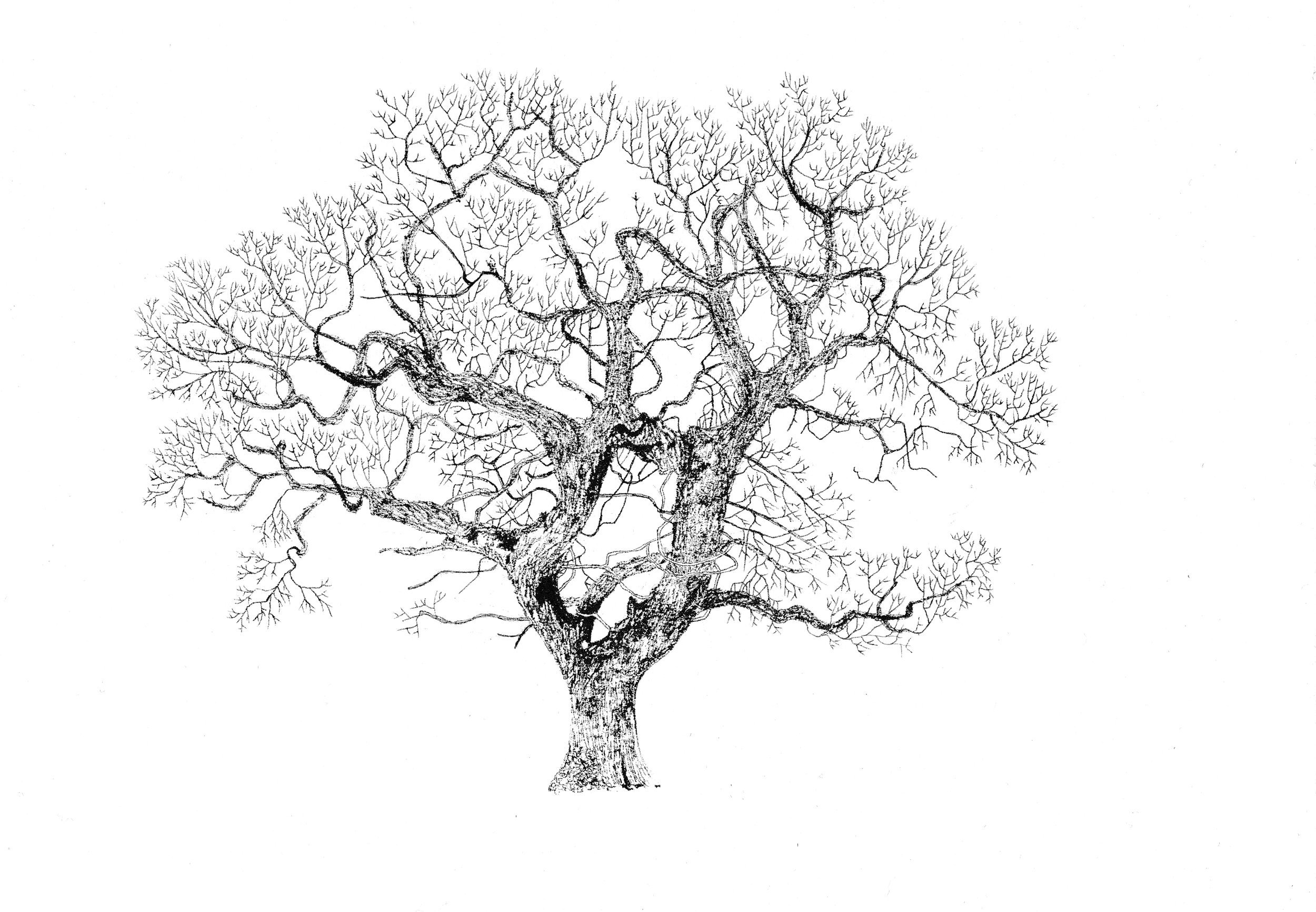 Графический рисунок дерева