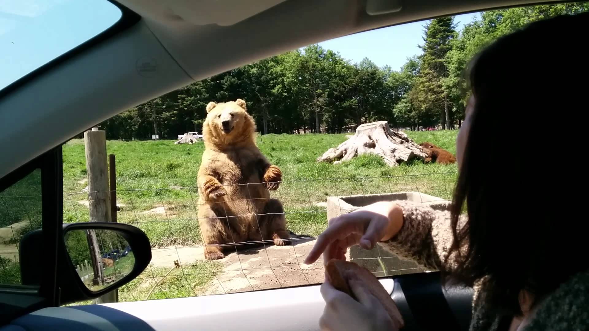 Медведь машет лапой