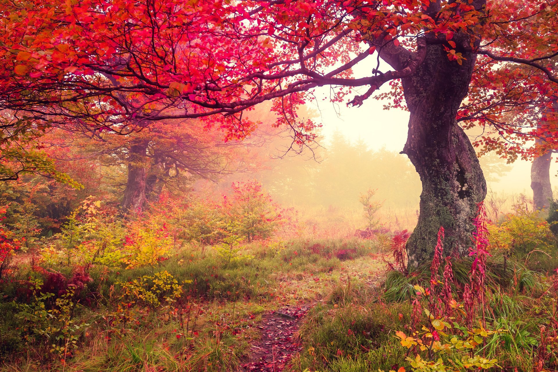 Осенний лес фото на рабочий стол