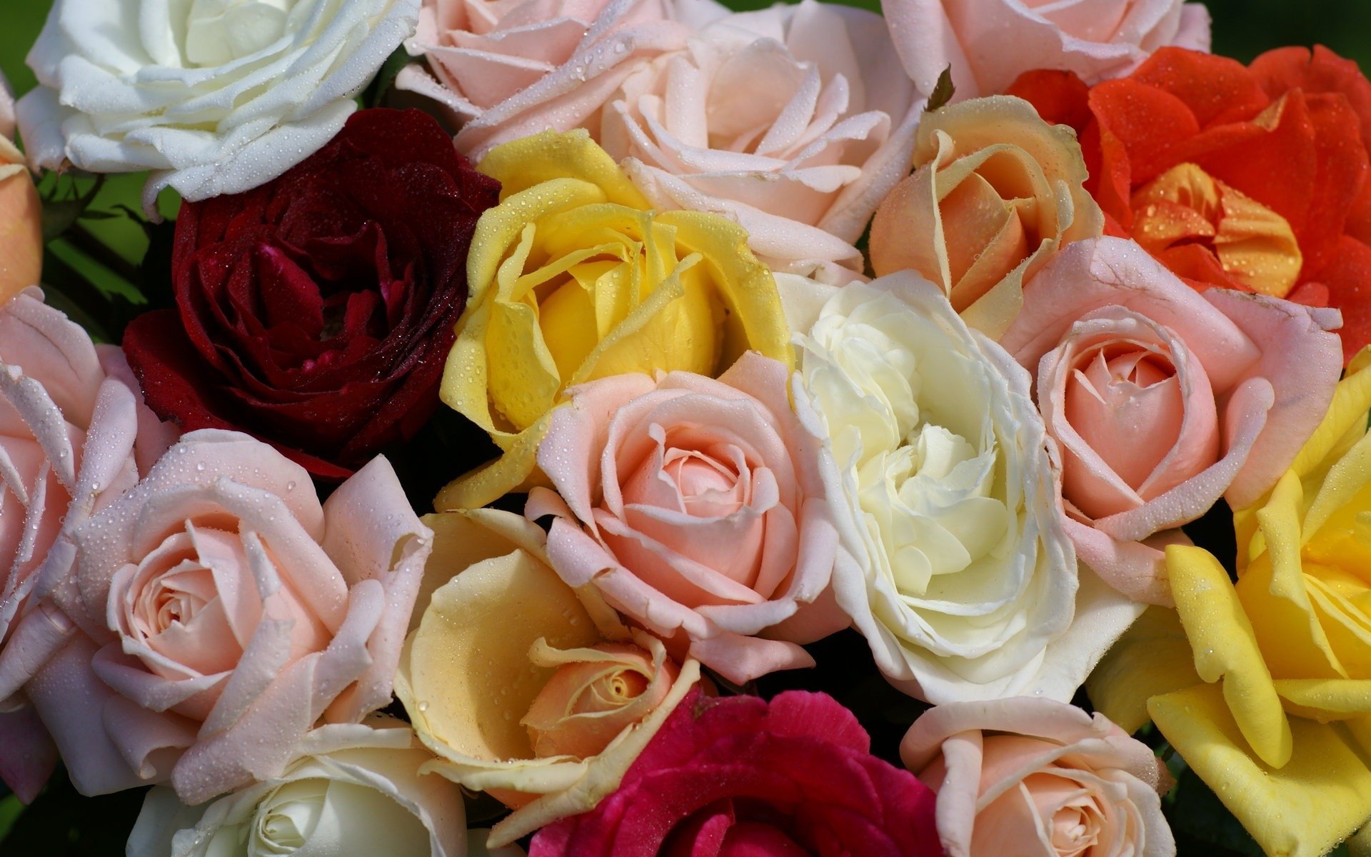 Розы разного цвета