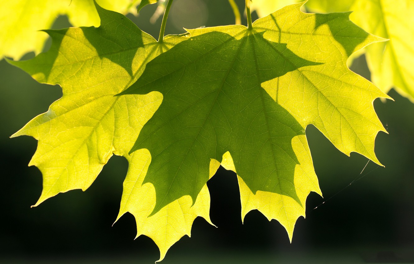 Кленовый лист зеленый