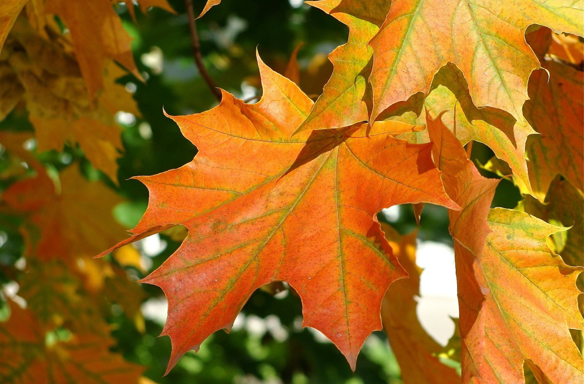 Осенний кленовый лист