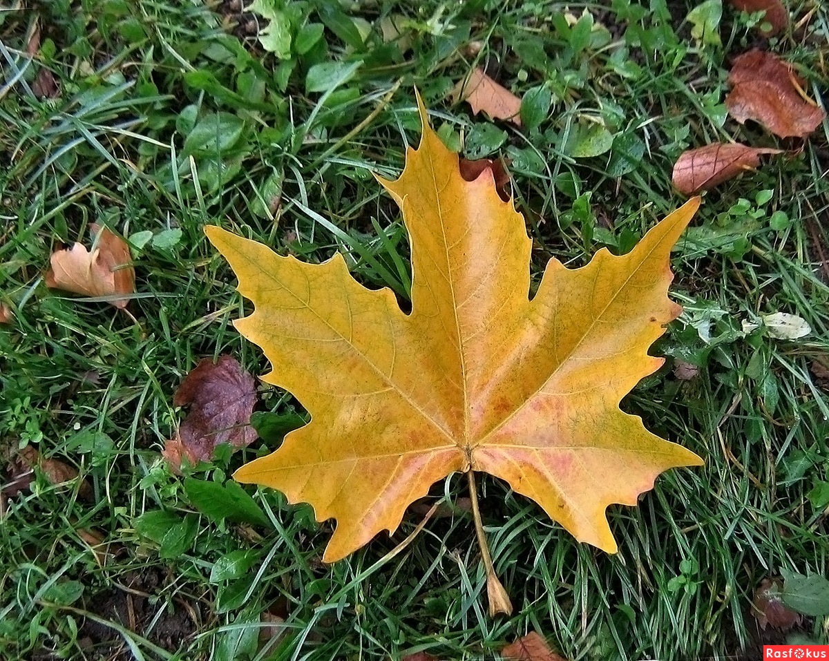 Листья которые осенью