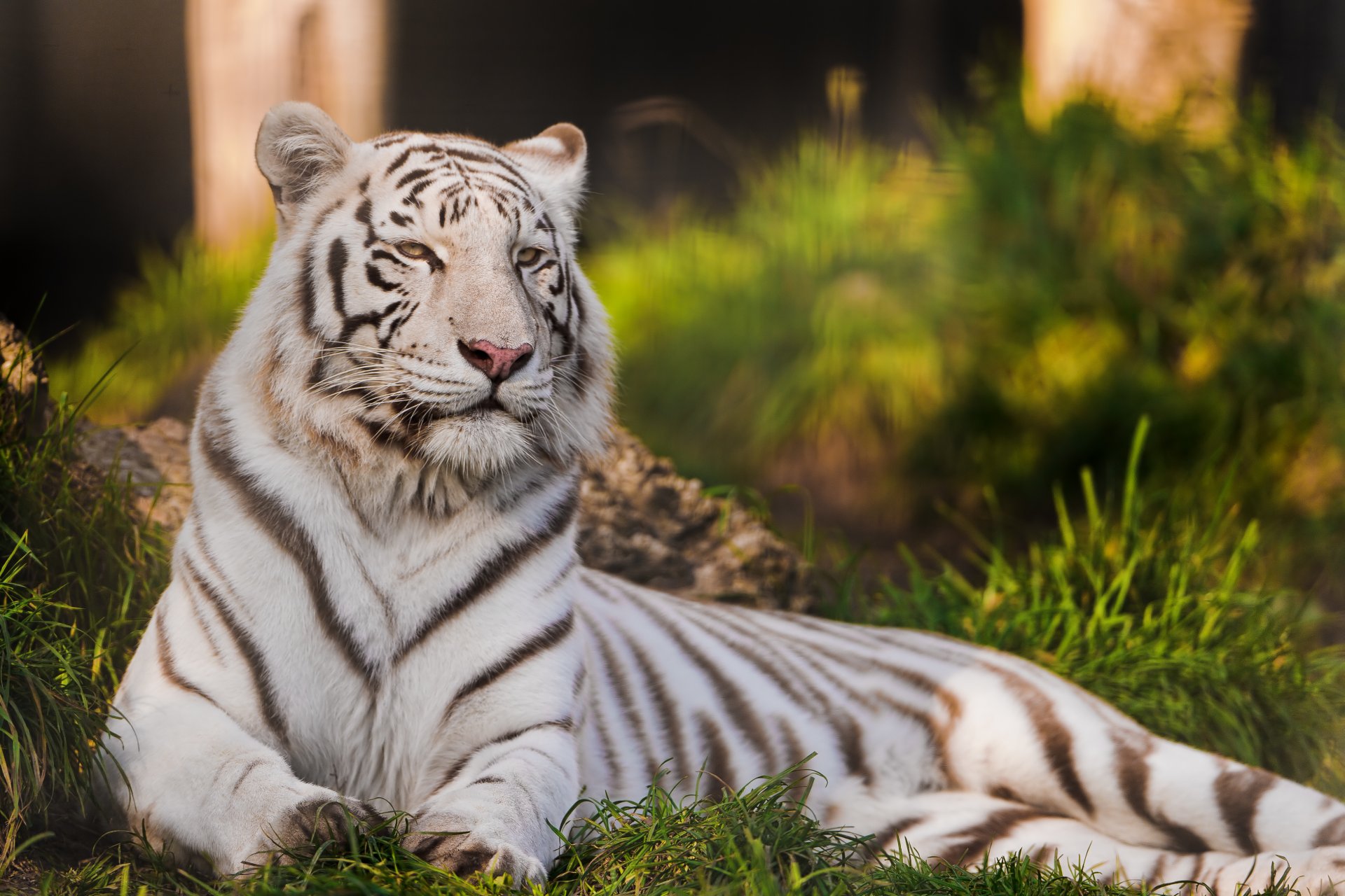 Белый тигр 2021