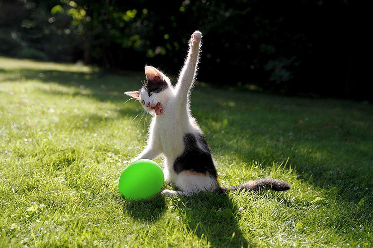 Мячик для кота
