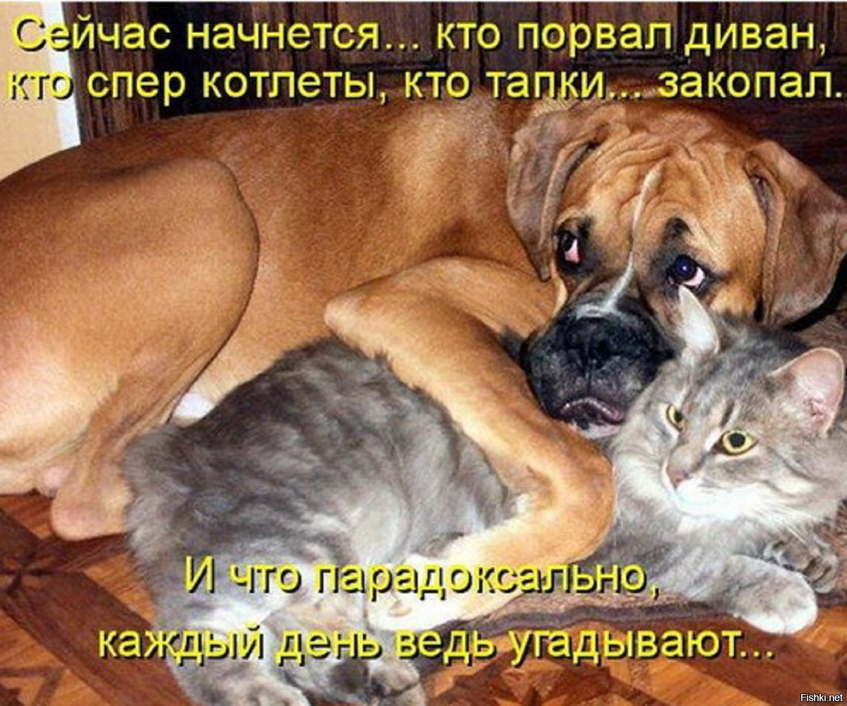 Коты и собаки с надписями