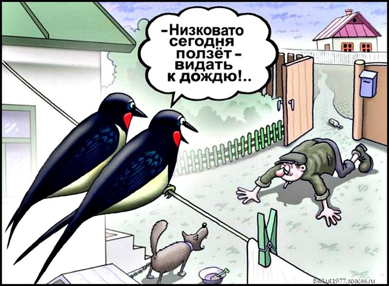 Птицы карикатуры смешные
