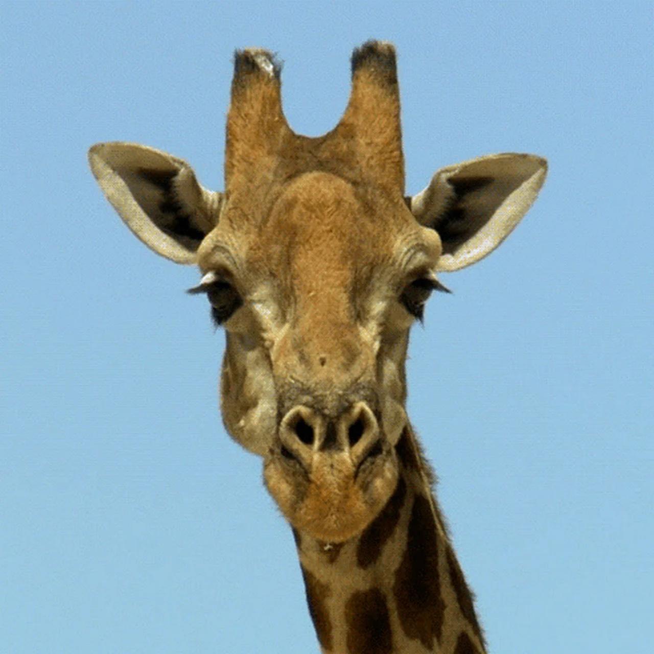 Жираф анимированный
