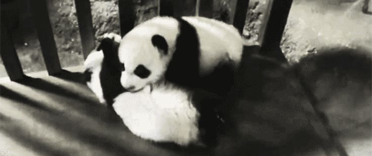 Гифка ленивая Панда