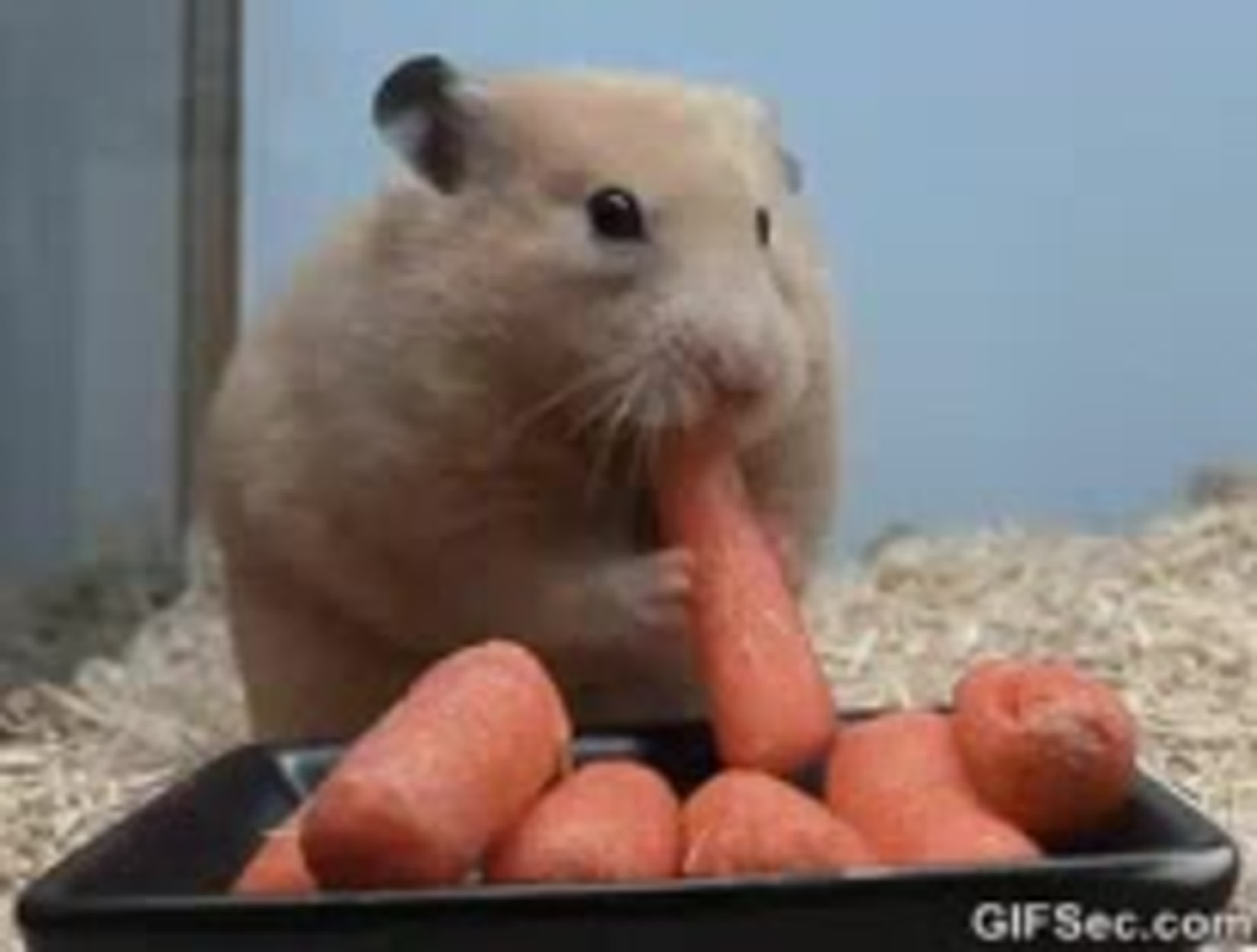 Хомячок кушает морковку