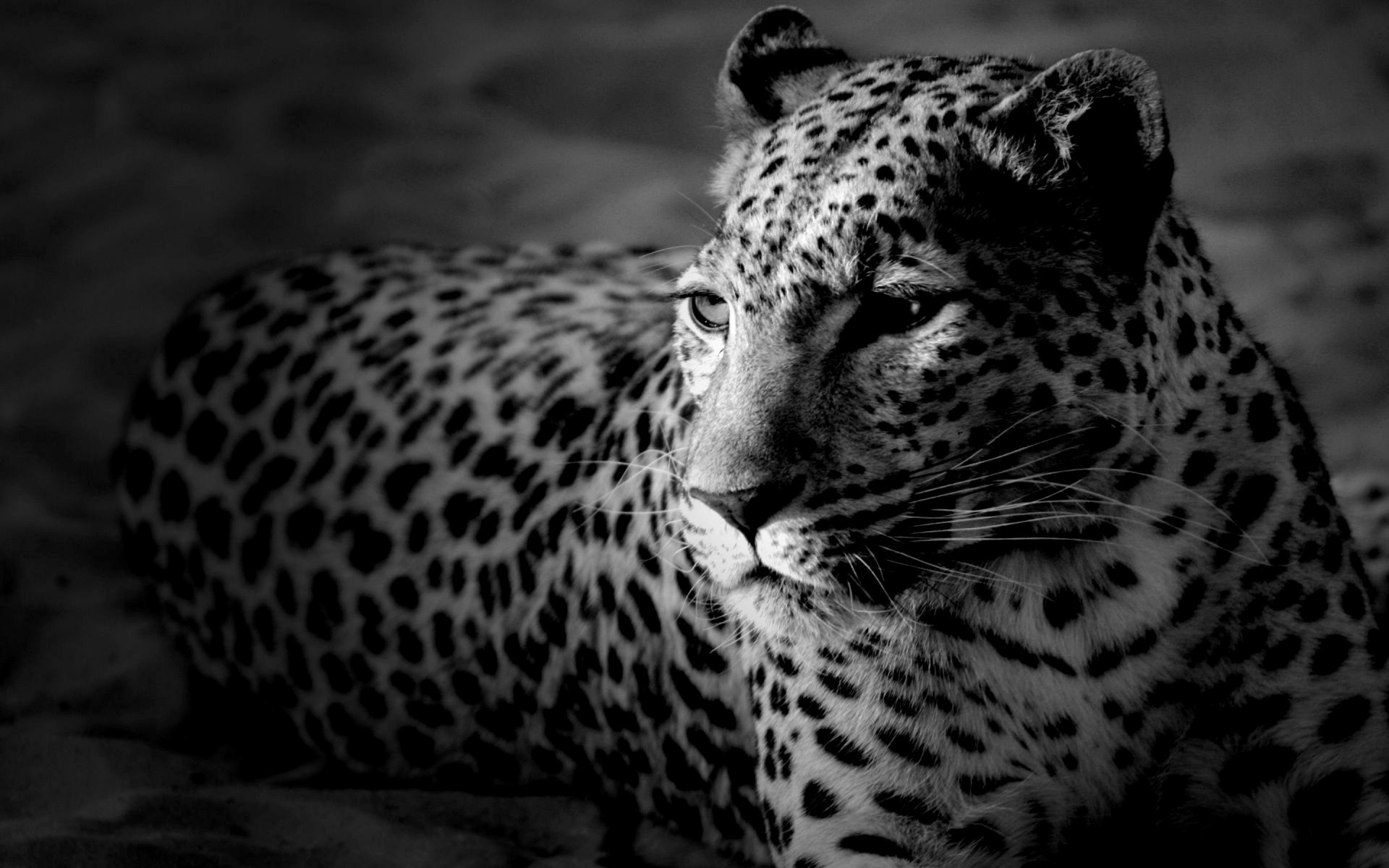 Леопард черно белый