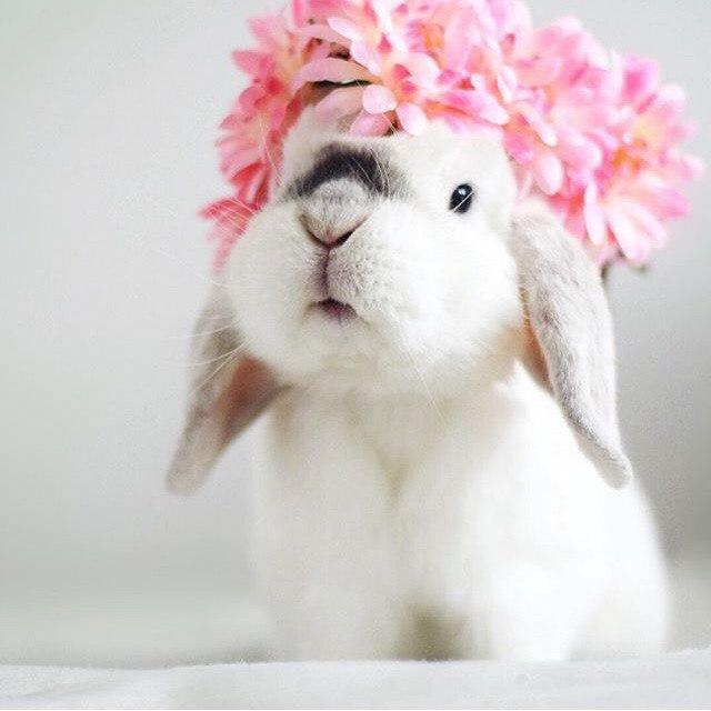 Милый кролик с цветами