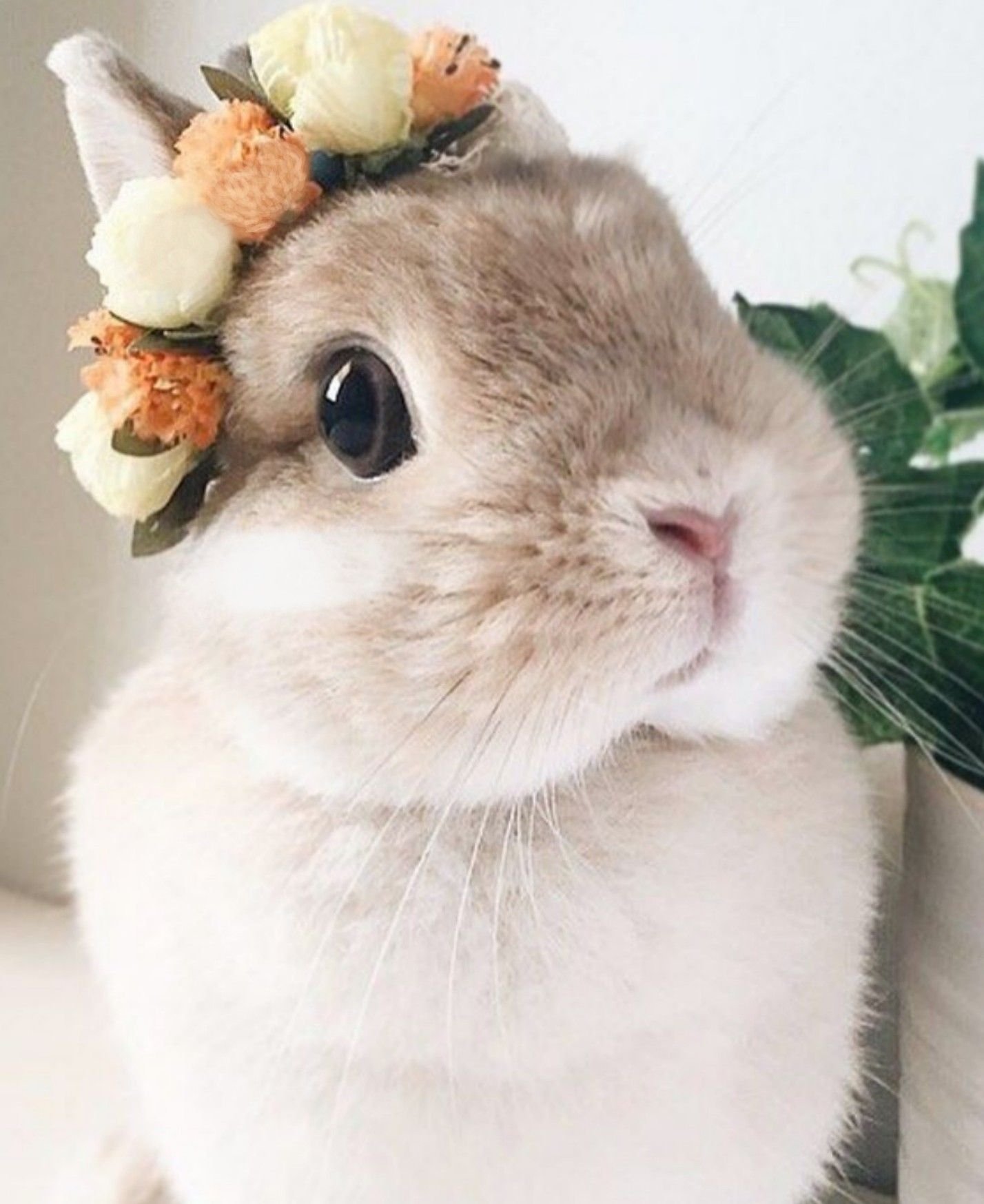 Очень милый кролик