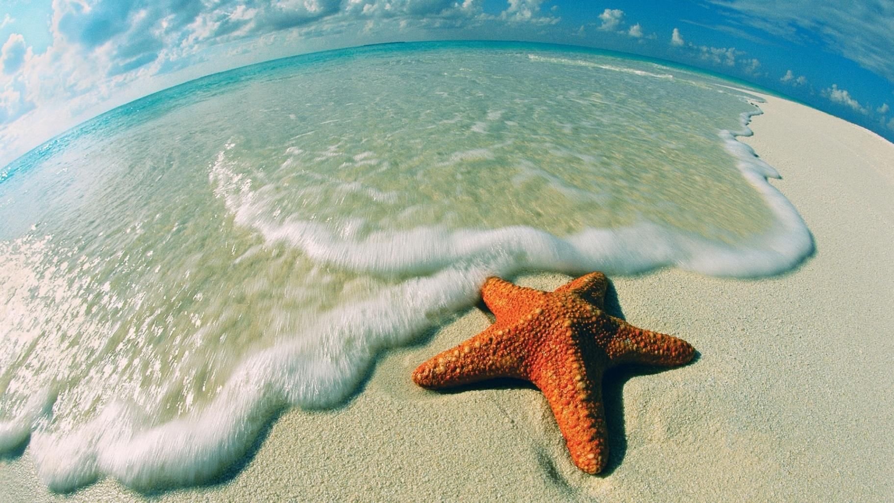 Самые красивые морские звезды