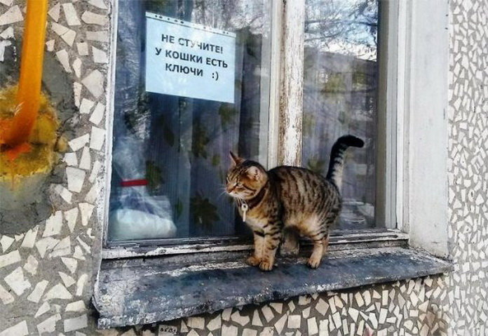 Кот стучится в окно